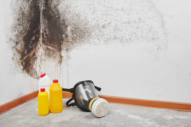 Best Mold Removal Process  in Ville Ptte, LA