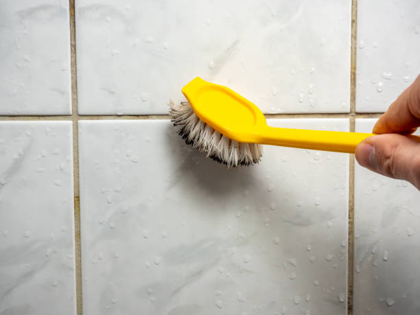 Mold Removal Process in Ville Platte, LA