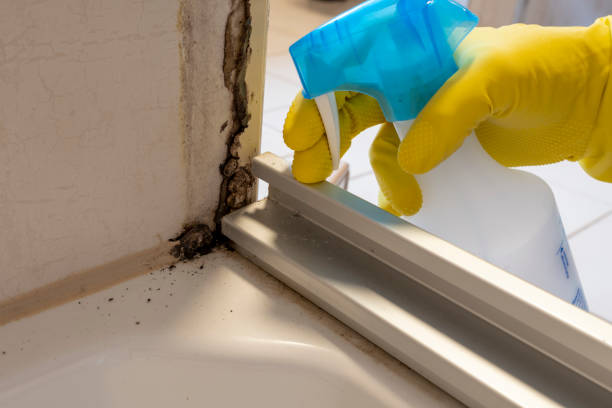 Best Affordable Mold Removal  in Ville Ptte, LA