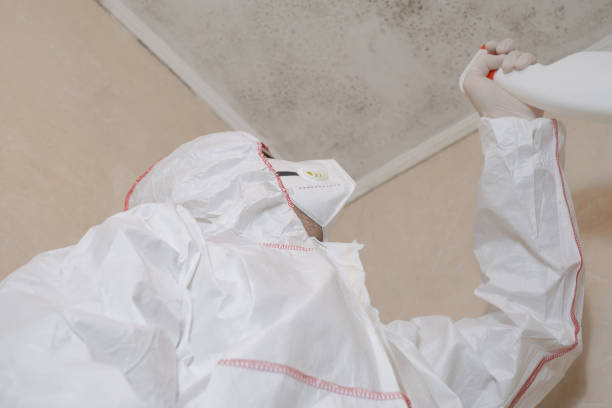 Home Mold Removal in Ville Platte, LA