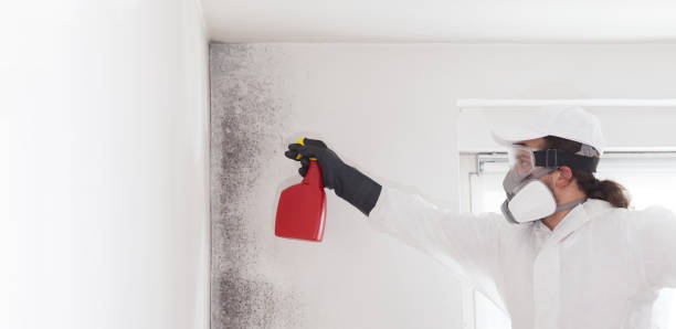 Best Local Mold Removal Service  in Ville Ptte, LA