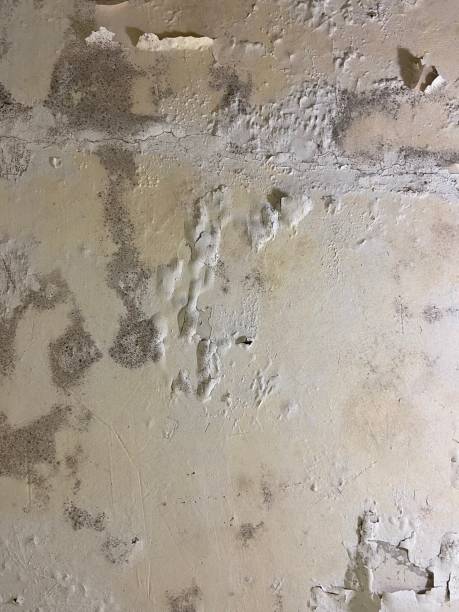 Best Commercial Mold Removal  in Ville Ptte, LA