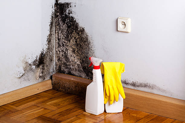 Best Fast Mold Removal  in Ville Ptte, LA